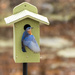 Bluebird returned by dridsdale