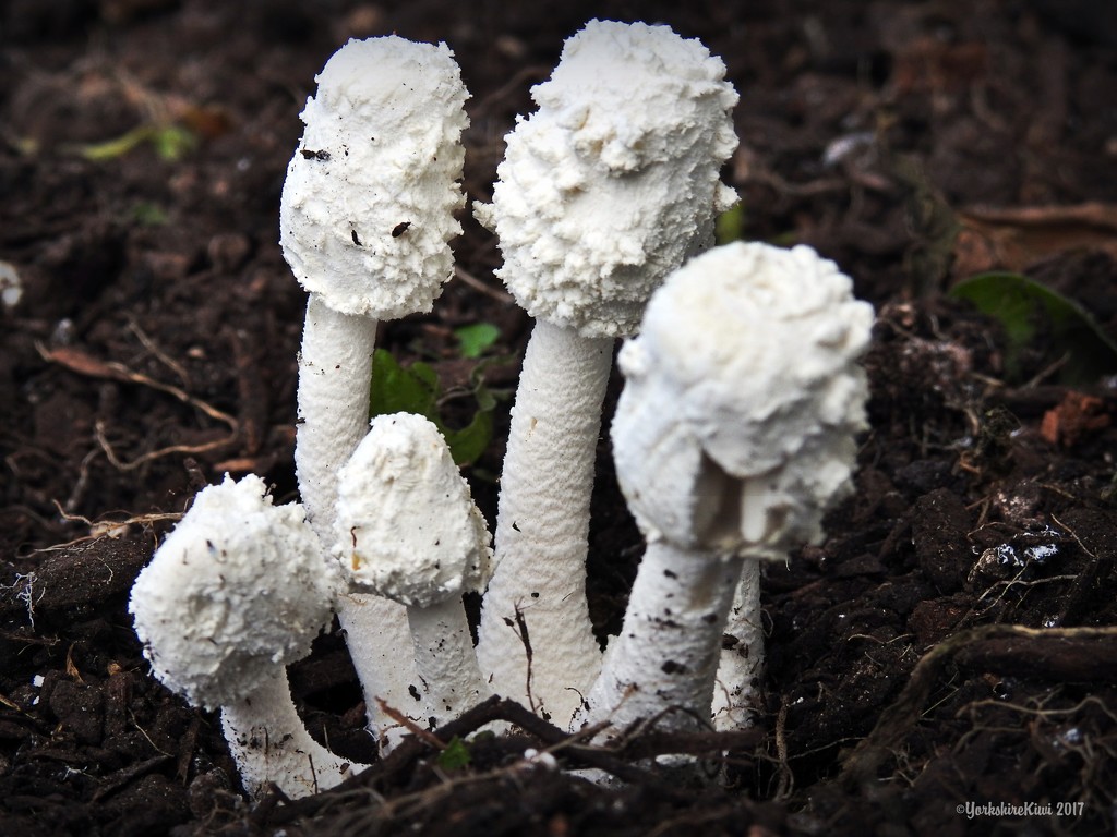 Funky Fungus by yorkshirekiwi