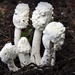 Funky Fungus by yorkshirekiwi