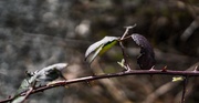 25th Mar 2017 - Buds and thorns