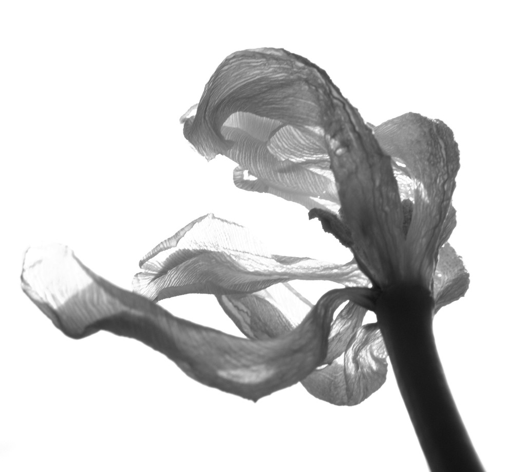 Tulip - Unfolding by granagringa