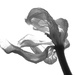 Tulip - Unfolding by granagringa