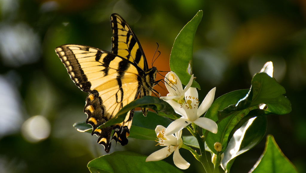 Eastern Tiger Swallowtail on the Orange Blossom's! by rickster549