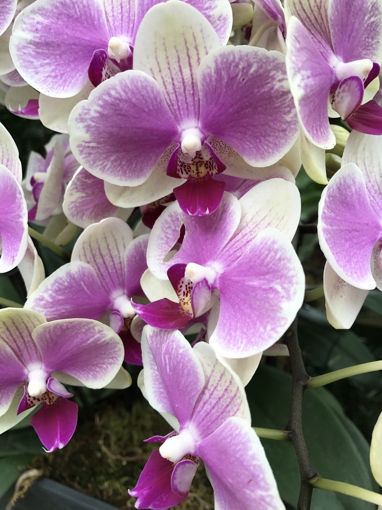 Orchids at Longwood Gardens  by beckyk365