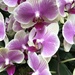 Orchids at Longwood Gardens  by beckyk365