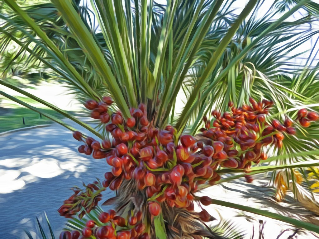 A little kind of date palm? by ludwigsdiana
