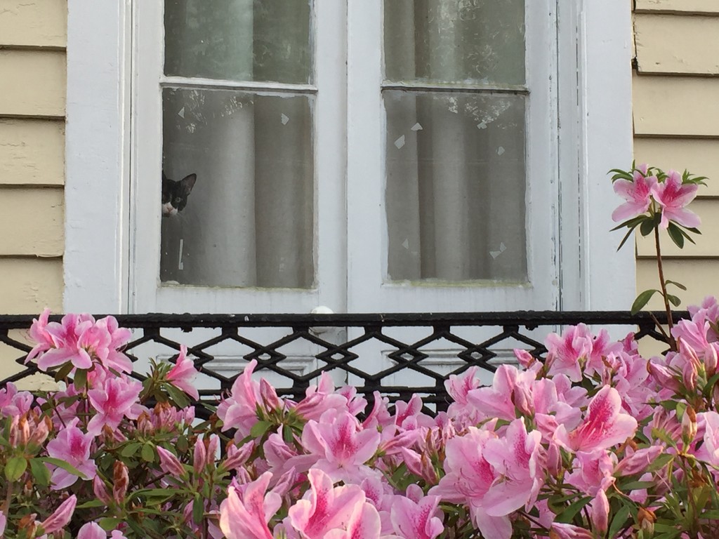 Azaleas with cat in the window by congaree