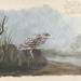 Audubon-ish night heron by ltodd