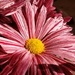 Pin striped Petals by fbailey