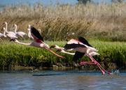 24th Mar 2017 - Flying Flamingos