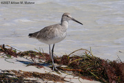 17th Mar 2017 - Willet