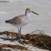 Willet by falcon11