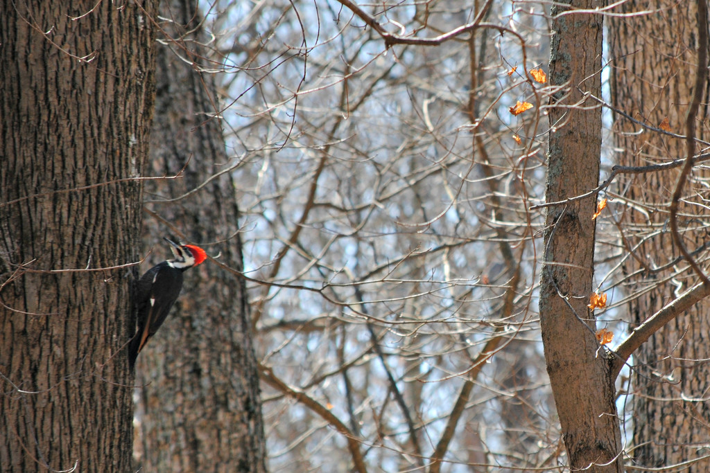 Woody Woodpecker Weekend by alophoto