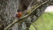 26th Mar 2017 - A robin in the tree