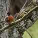 A robin in the tree by mittens
