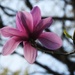 Love of Nature - Magnolia by mattjcuk