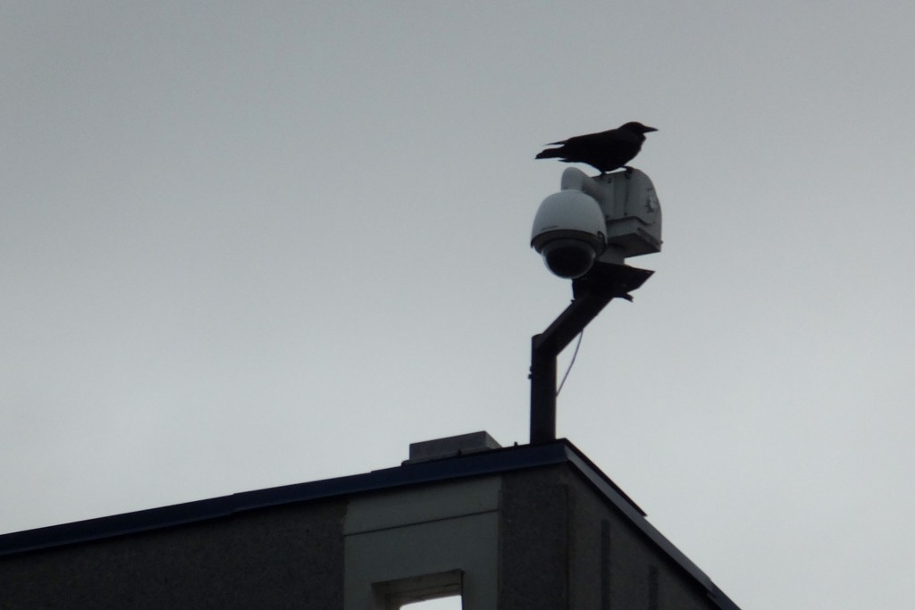 Bird On A Building by linnypinny