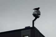 25th Mar 2017 - Bird On A Building