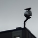 Bird On A Building by linnypinny