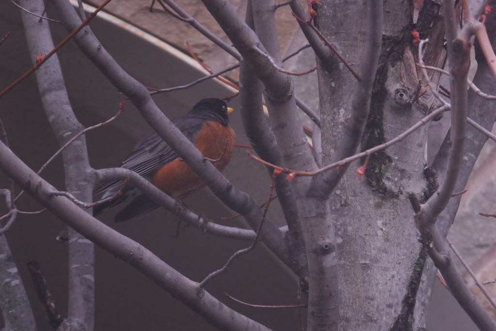 Bird On A Branch by linnypinny