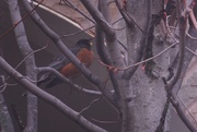 26th Mar 2017 - Bird On A Branch