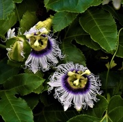27th Mar 2017 - Passion Flowers ~