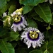 Passion Flowers ~ by happysnaps
