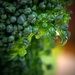 Day 207:  Broccoli by sheilalorson