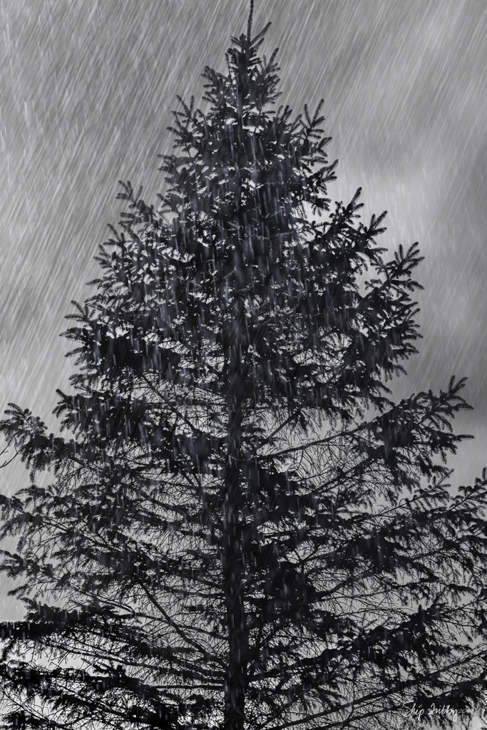 Pine Tree Shot #25 - Rain by skipt07