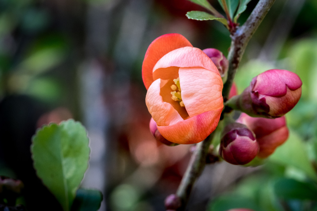 PLAY March - Fuji 60mm f/2.4: Quince Blossom by vignouse