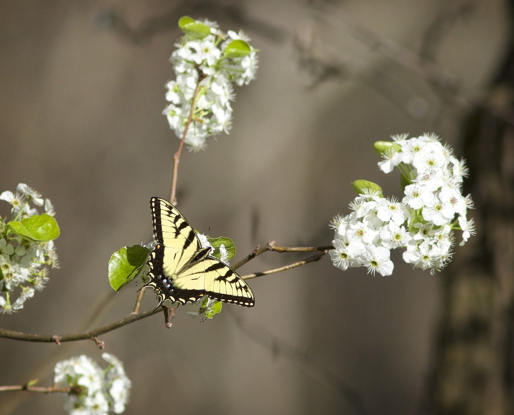 Spring swallowtail-LHG_2613  by rontu