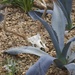 Agave bed-LHG_2580  by rontu