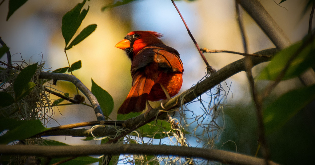 Cardinal in the Sunlight! by rickster549