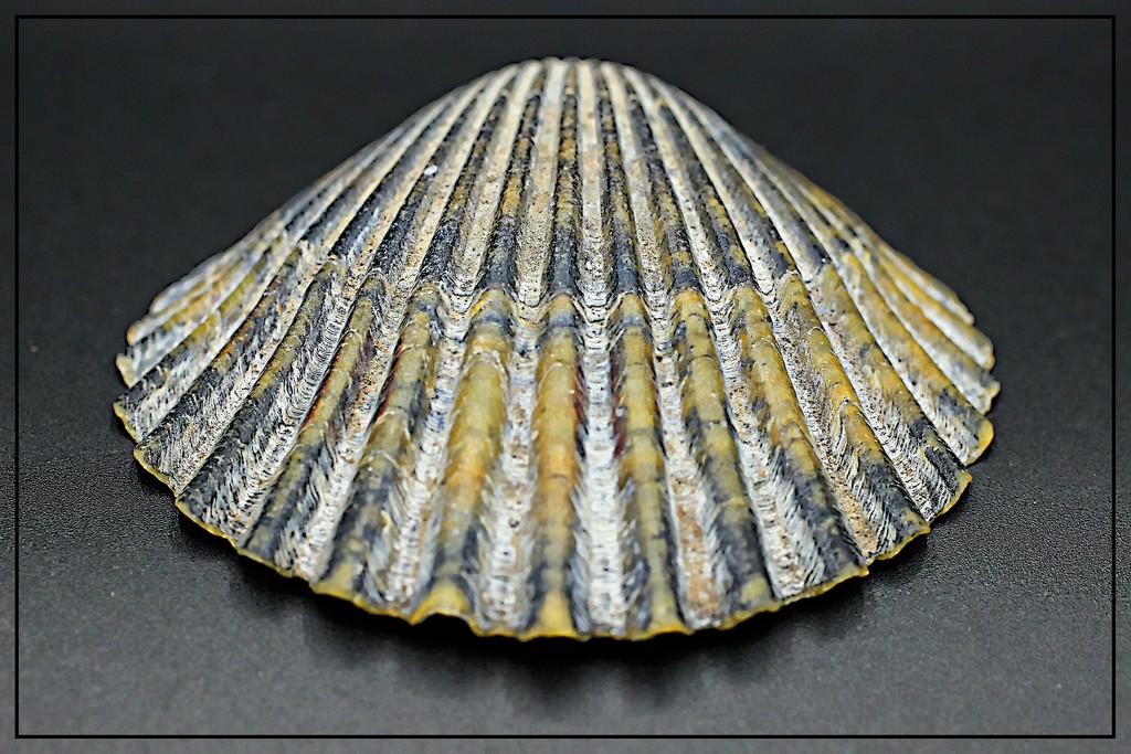 Scallop Shell by olivetreeann