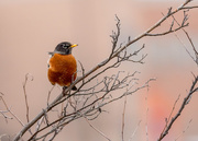 26th Mar 2017 - American Robin before bricks