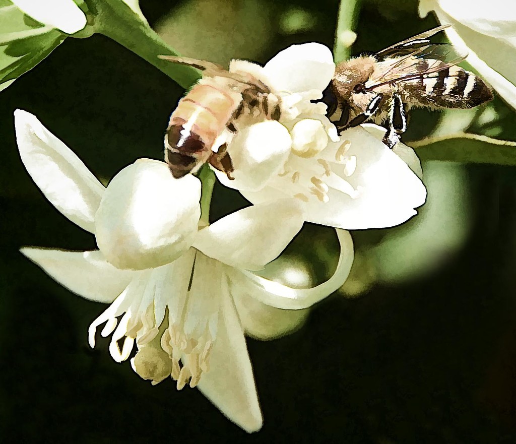 Busy Bees On The Orange Blossoms by joysfocus
