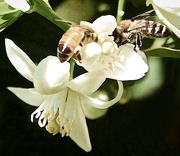 27th Mar 2017 - Busy Bees On The Orange Blossoms