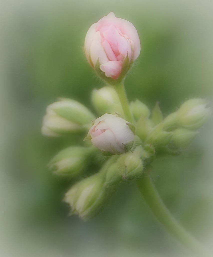 Pink Geranium Buds by joysfocus