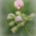 Pink Geranium Buds by joysfocus