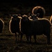 Pregnant Sheep by shepherdmanswife