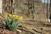 27th Mar 2017 - Golden Daffodils