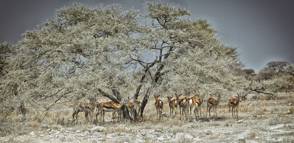thomson's gazelles by jerome