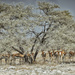 thomson's gazelles by jerome