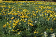25th Mar 2017 - Daffodills