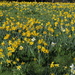 Daffodills by jeff