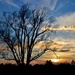 sunset tree by lynnz