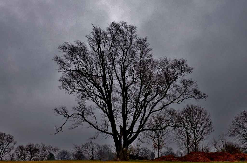 dismal day tree by lynnz