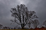 24th Mar 2017 - dismal day tree