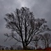 dismal day tree by lynnz