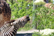 20th Mar 2017 - zebra calls in the zoo yard?